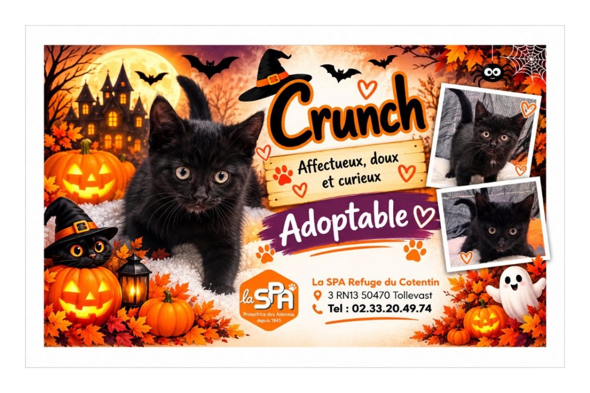 Crunch réservé - Chat Européen à adopter