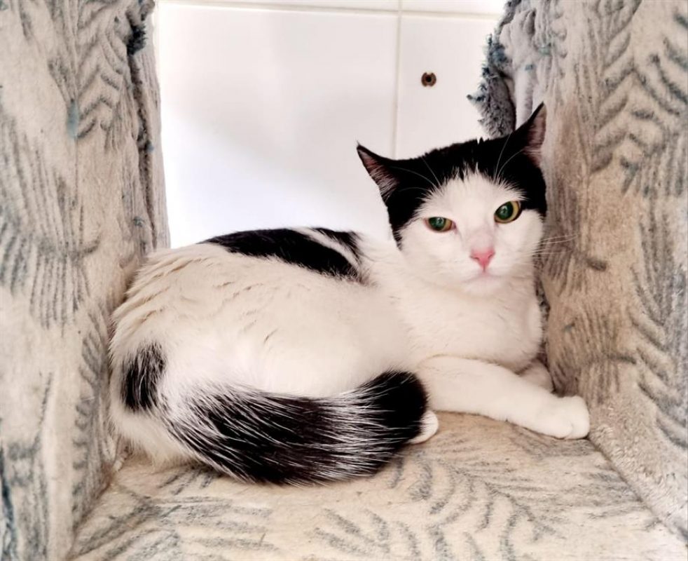 Pénélopi - Chat Européen à adopter