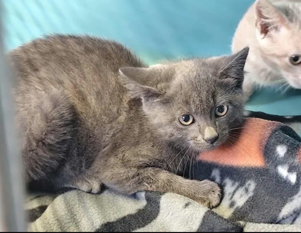 Jack - Chat Européen à adopter