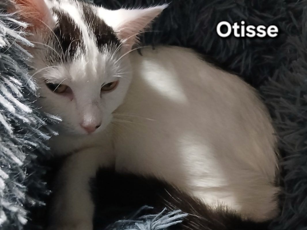 Otisse - Chat Européen à adopter