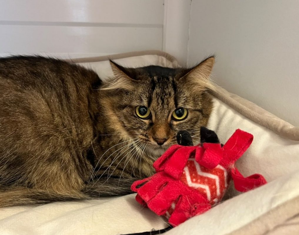 Poussinette - Chat Européen à adopter