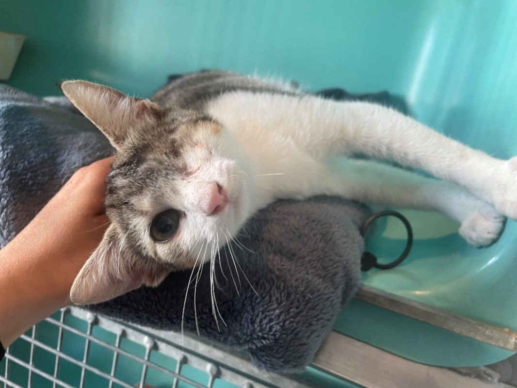 Belle - Chat Européen à adopter