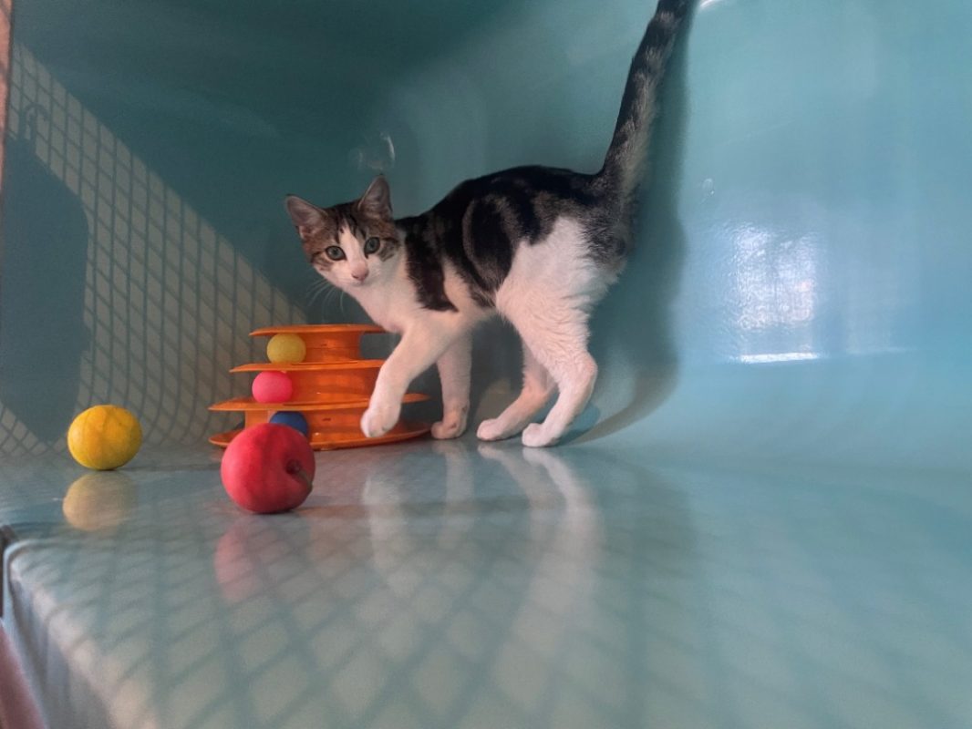 Babi - Chat Européen à adopter
