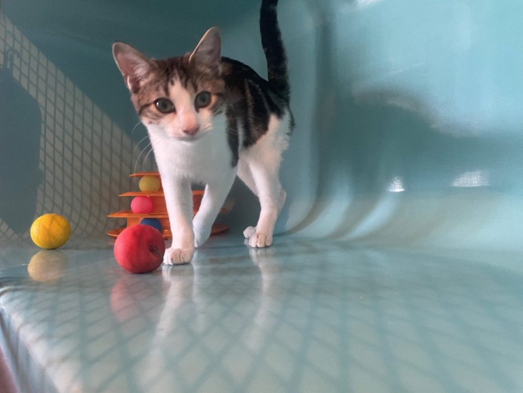 Babi - Chat Européen à adopter - photo 2