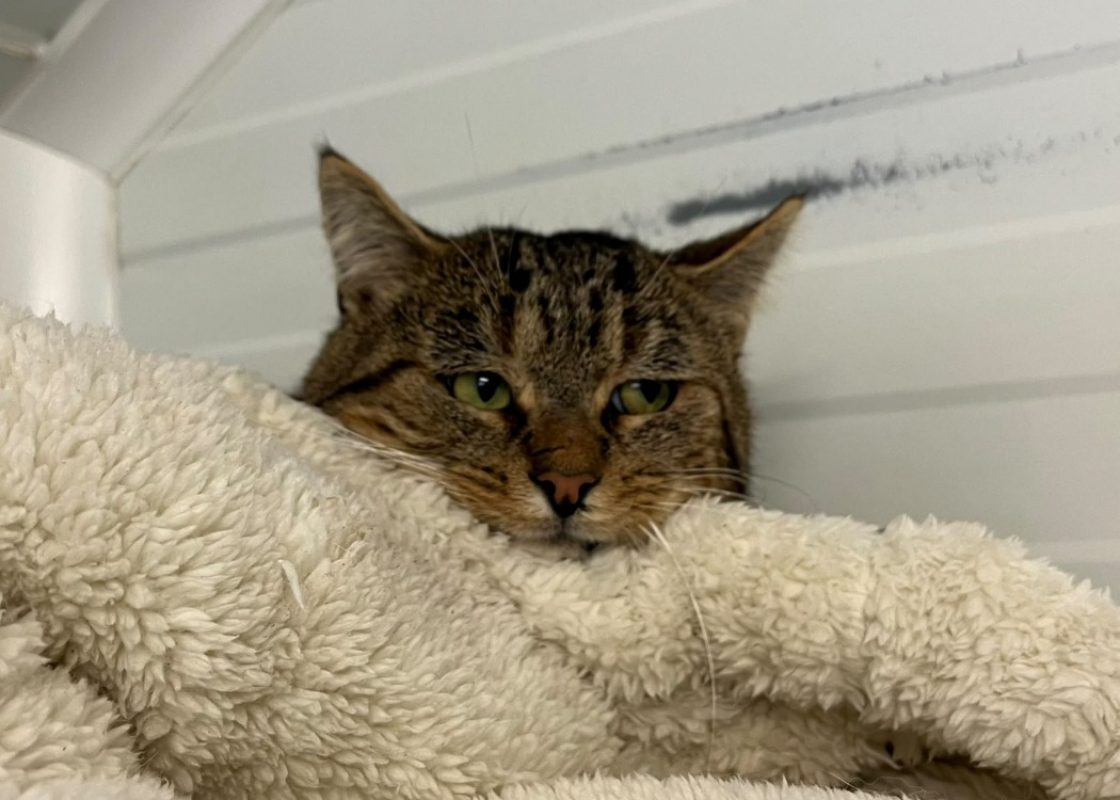 Fabrice - Chat Européen à adopter