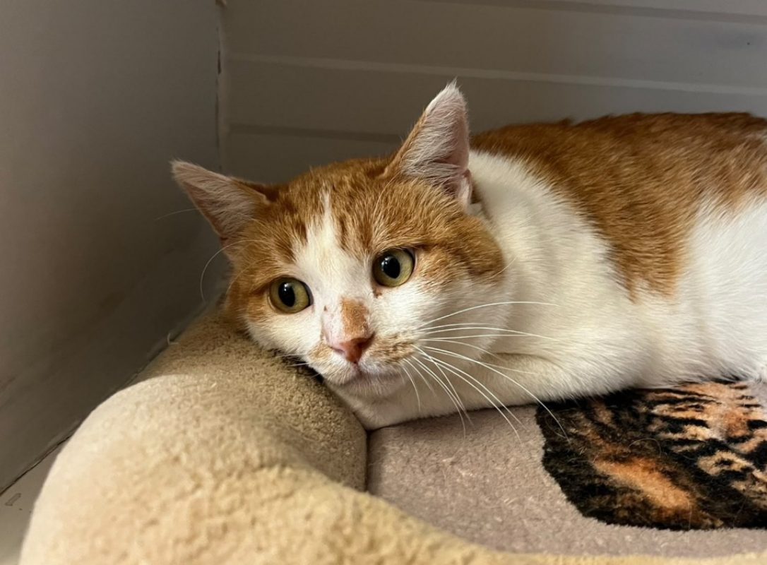 Surimi - Européen à adopter à Vannes (56)