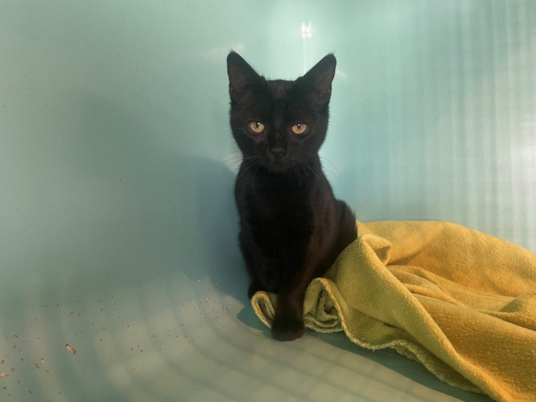 Pomme - Chat Européen à adopter