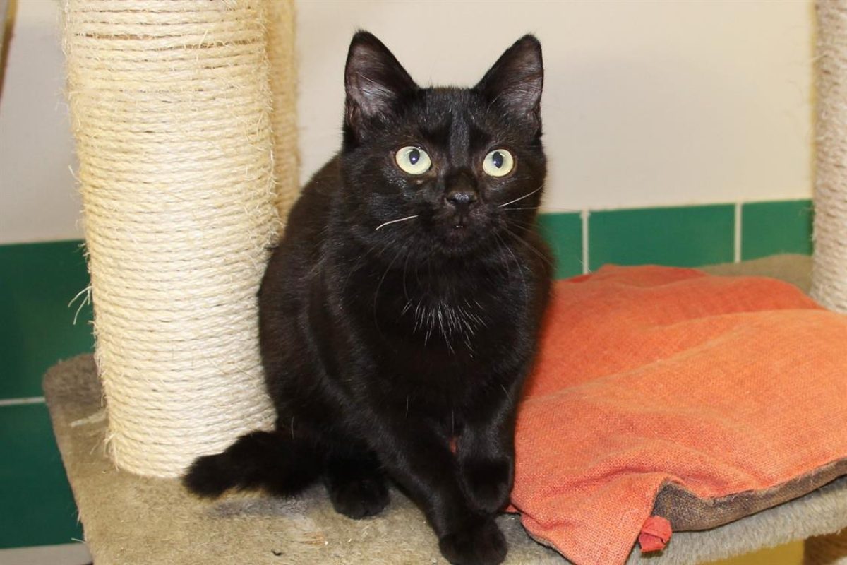 Maloue - Chat Européen à adopter