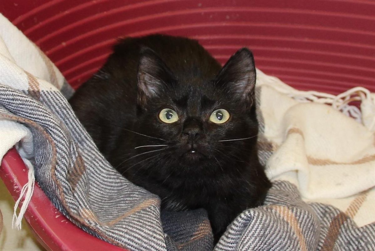 Maloue - Chat Européen à adopter - photo 2