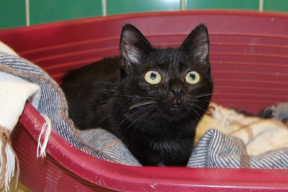 Maloue - Chat Européen à adopter - photo 3