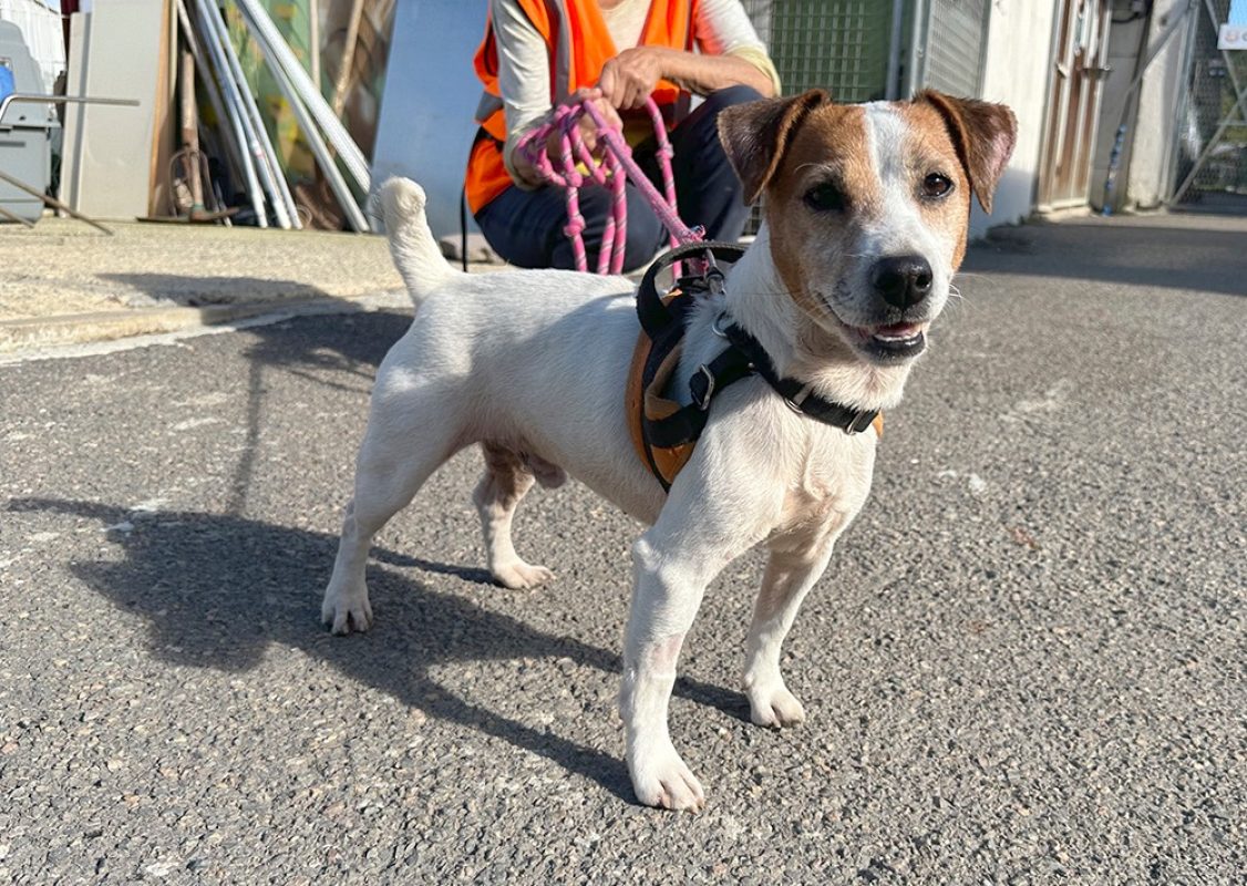 Hunter - Chien à adopter