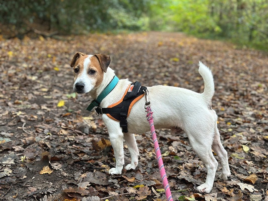 Hunter - Chien à adopter - photo 2