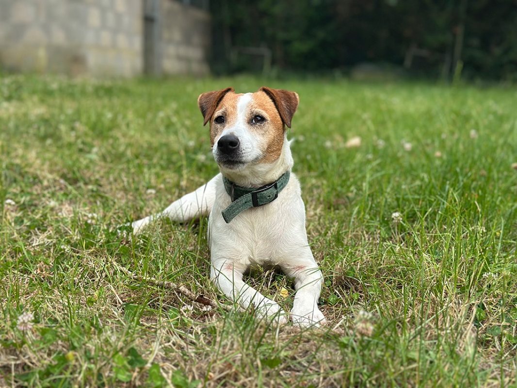 Hunter - Chien à adopter - photo 3