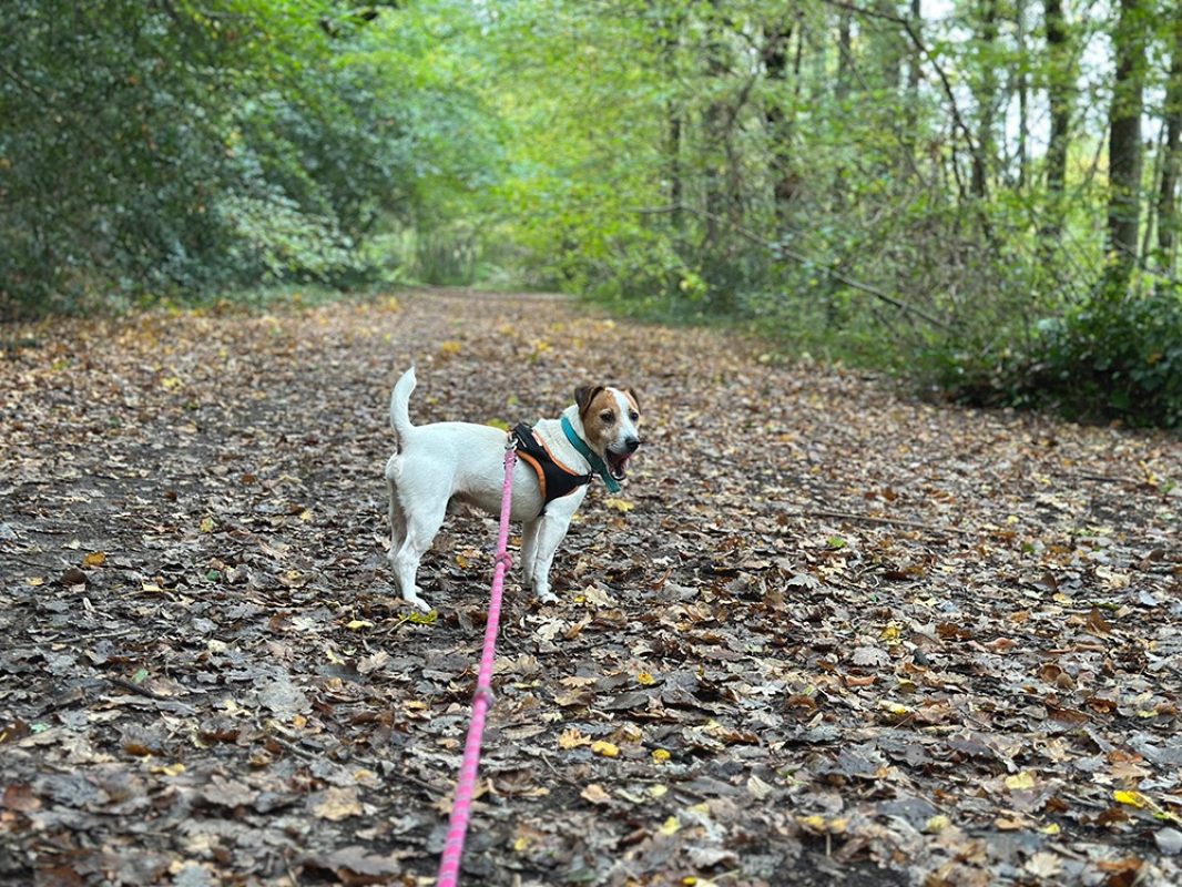 Hunter - Chien à adopter - photo 5