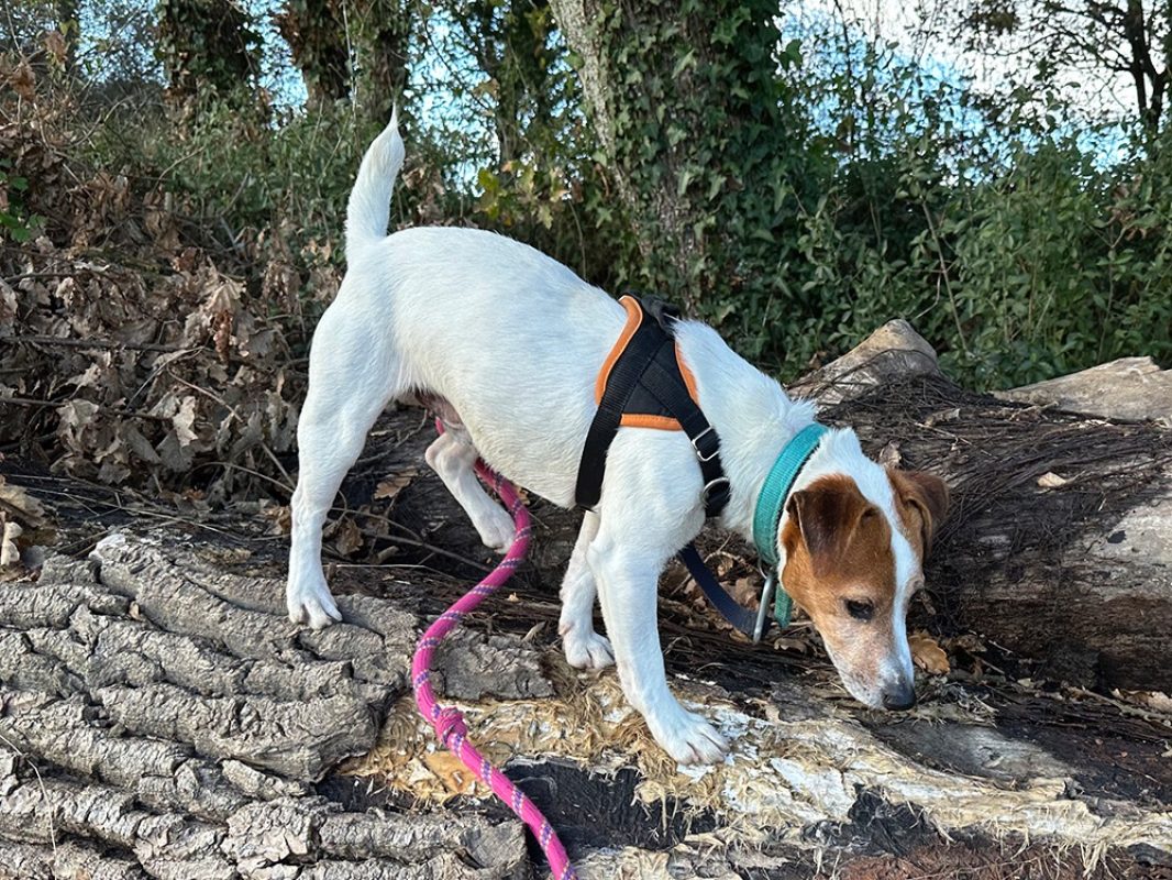 Hunter - Chien à adopter - photo 6