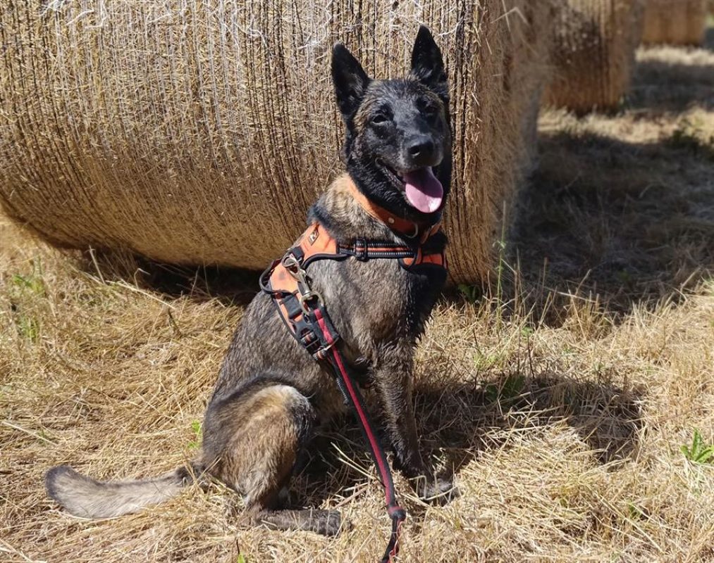 Nina - Chien Berger Belge Malinois à adopter