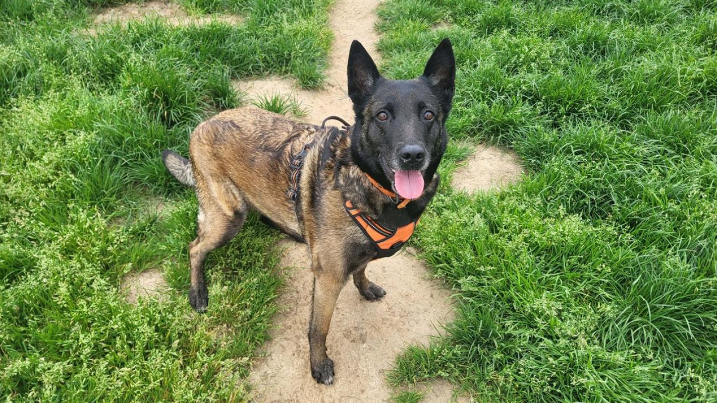 Nina - Chien Berger Belge Malinois à adopter - photo 2