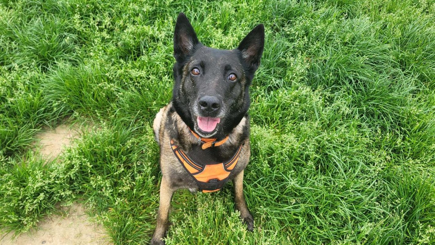 Nina - Chien Berger Belge Malinois à adopter - photo 4