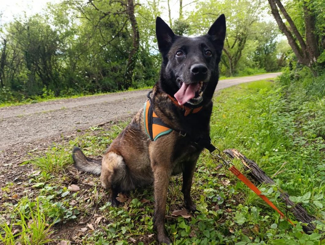 Nina - Chien Berger Belge Malinois à adopter - photo 5