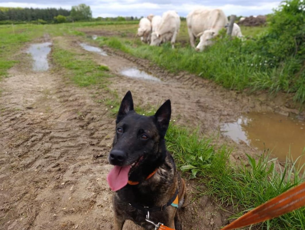 Nina - Chien Berger Belge Malinois à adopter - photo 7