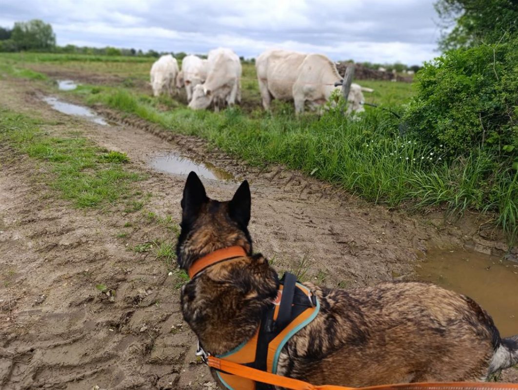 Nina - Chien Berger Belge Malinois à adopter - photo 8