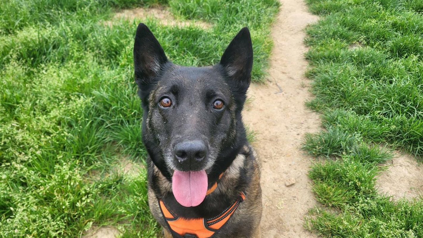 Nina - Chien Berger Belge Malinois à adopter - photo 9