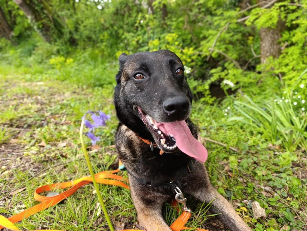 Nina - Chien Berger Belge Malinois à adopter - photo 10