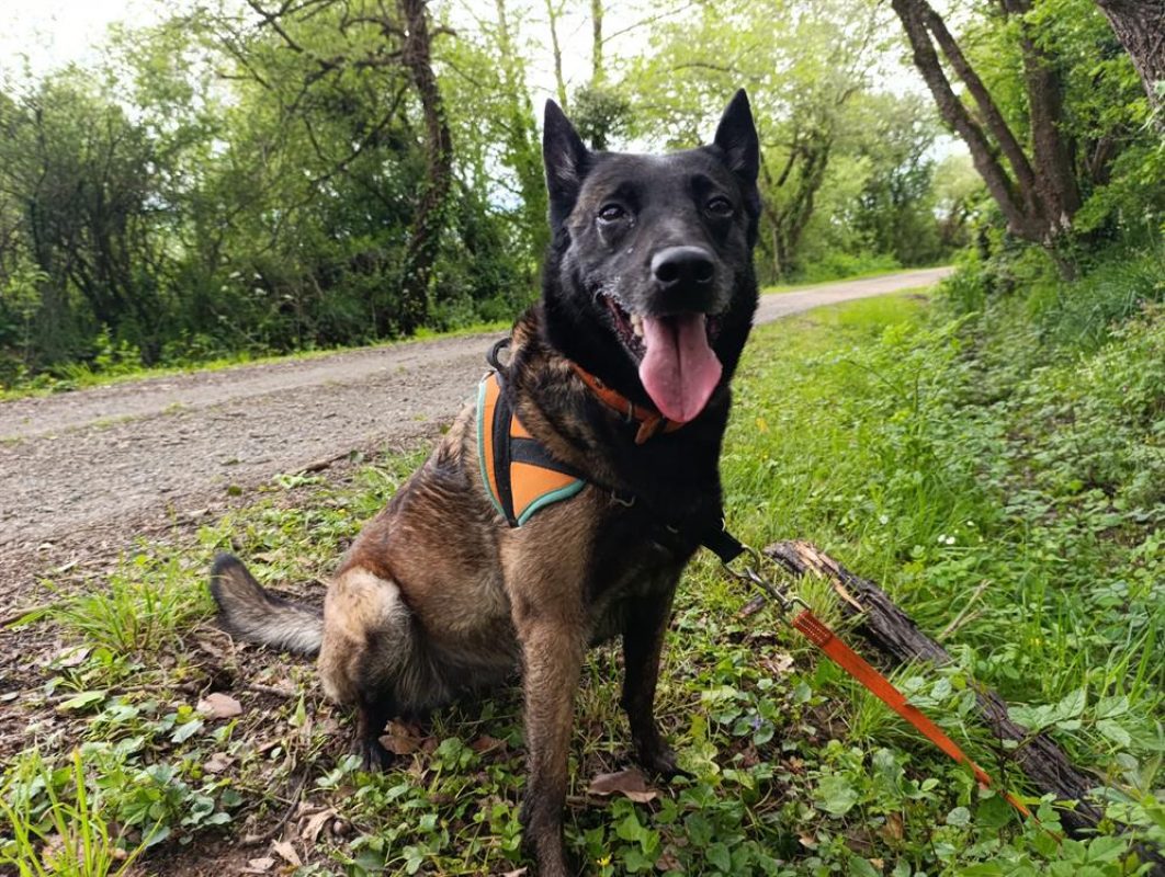 Nina - Chien Berger Belge Malinois à adopter - photo 11