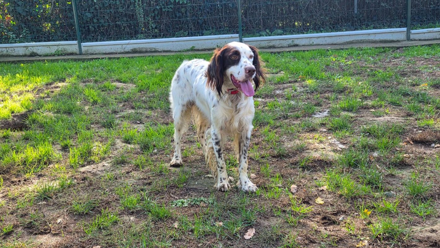 Léon - Chien à adopter