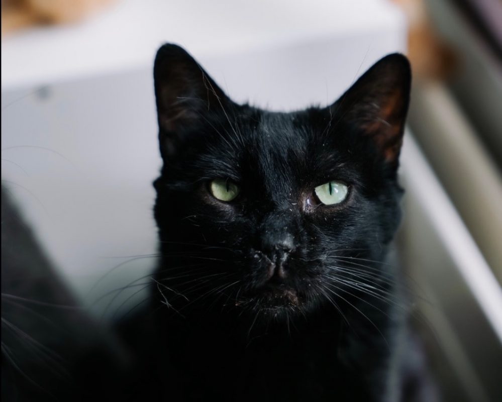 Boze - Chat Européen à adopter