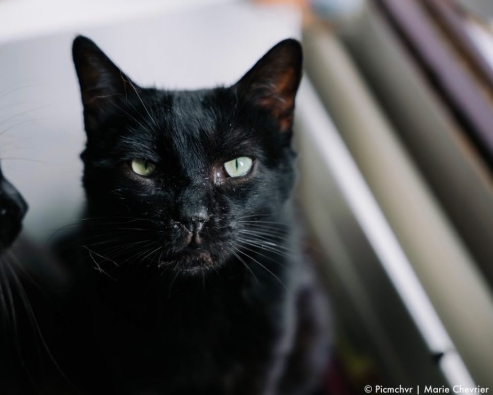 Boze - Chat Européen à adopter - photo 2