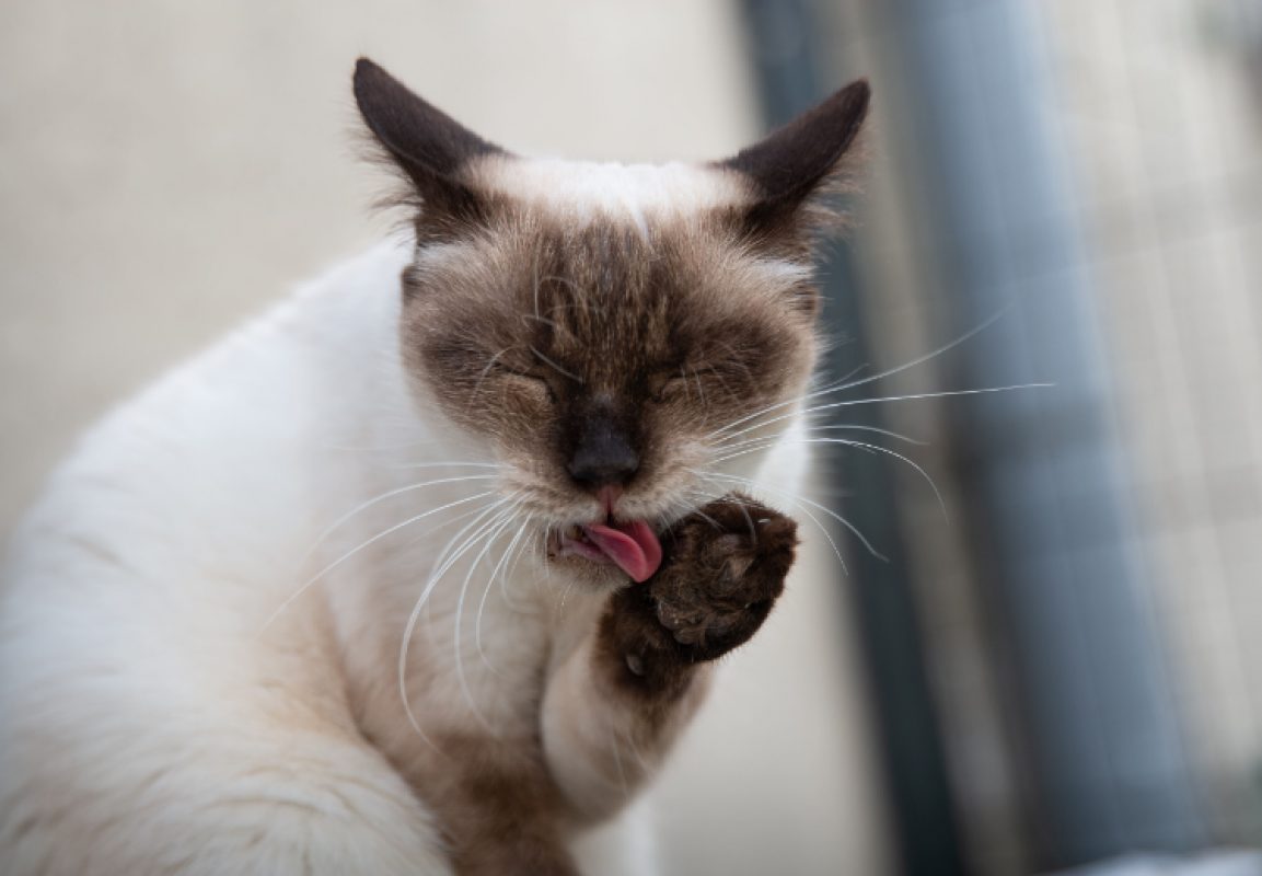 Julie - Chat Européen à adopter