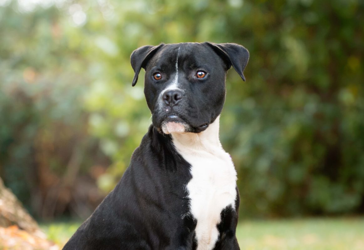 Boris - Chien à adopter