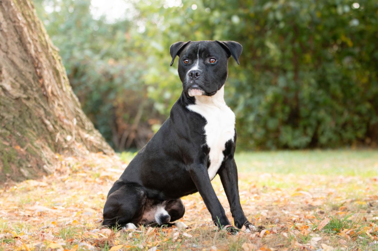 Boris - Chien à adopter - photo 3