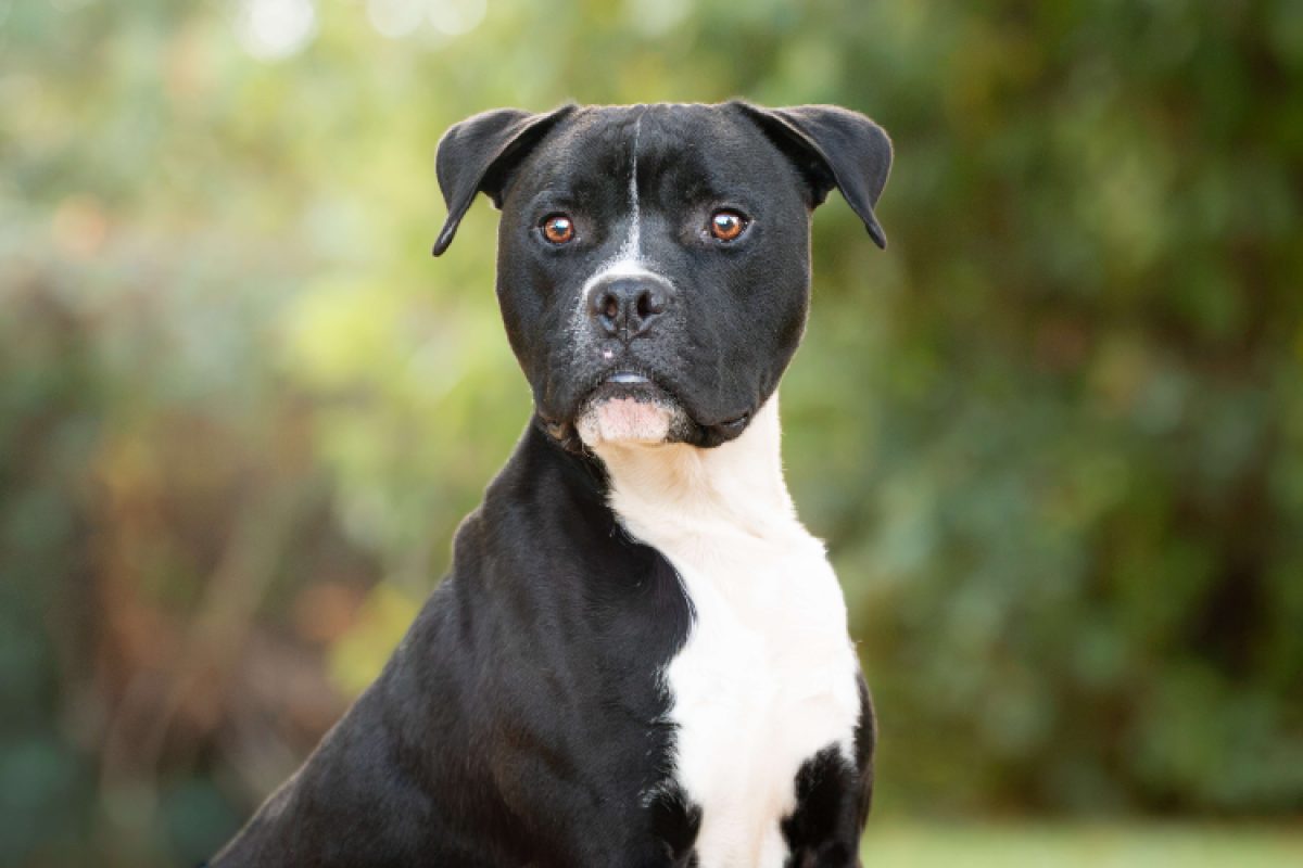 Boris - Chien à adopter - photo 4