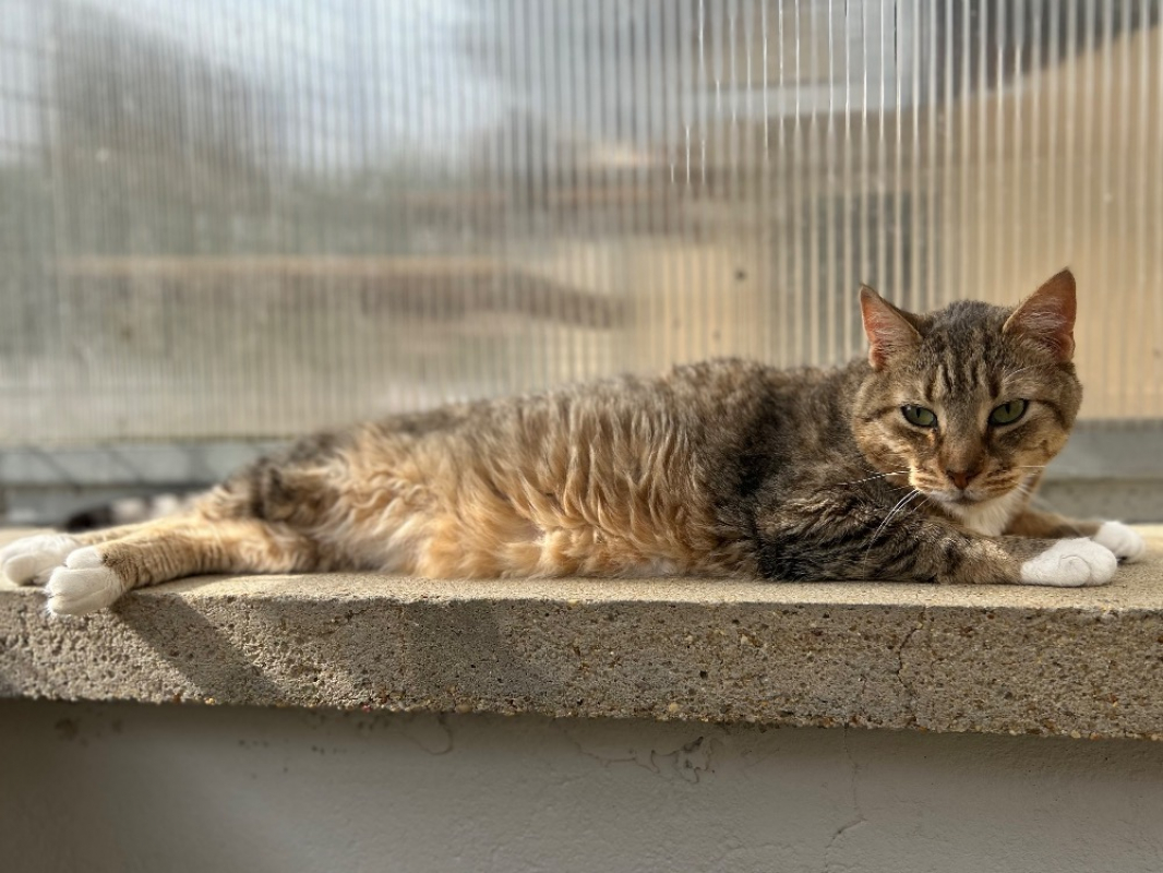 Photo #1 de Pantoufle