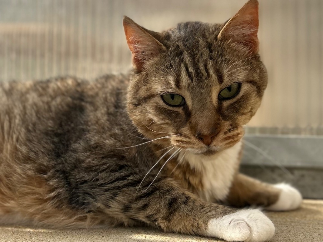 Photo #2 de Pantoufle