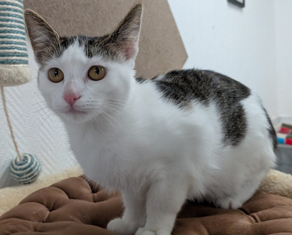 Amina - Chat Européen à adopter