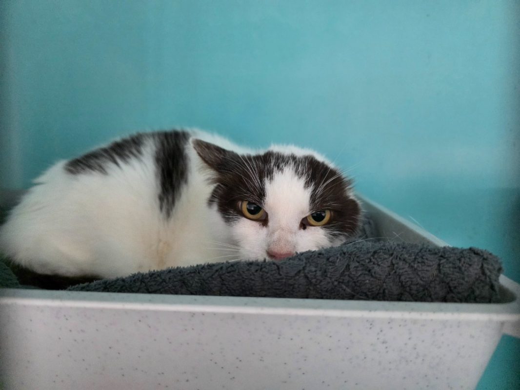 Bilig - Chat Européen à adopter