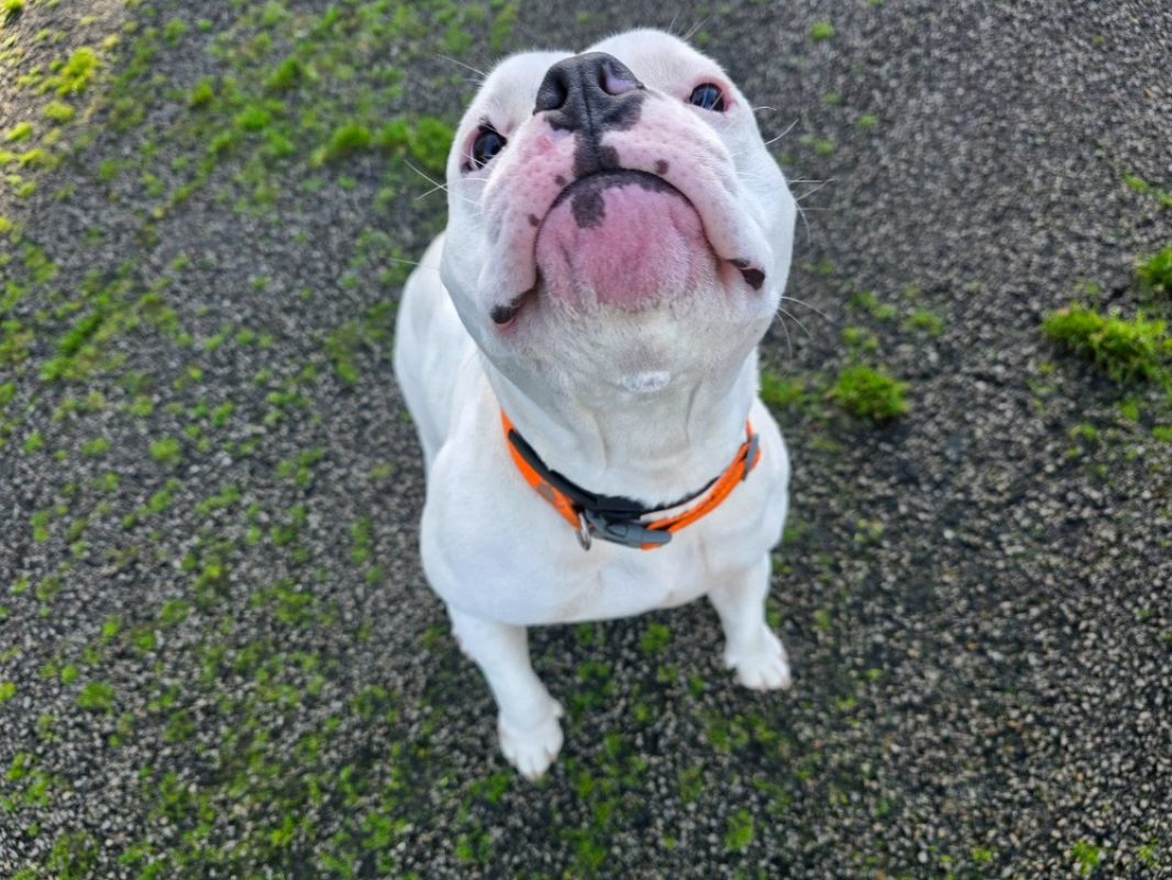 Vanille - Chien American Bully à adopter