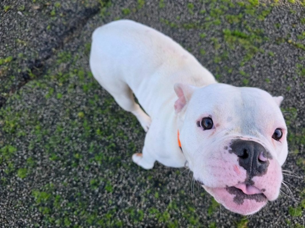 Vanille - Chien American Bully à adopter - photo 2