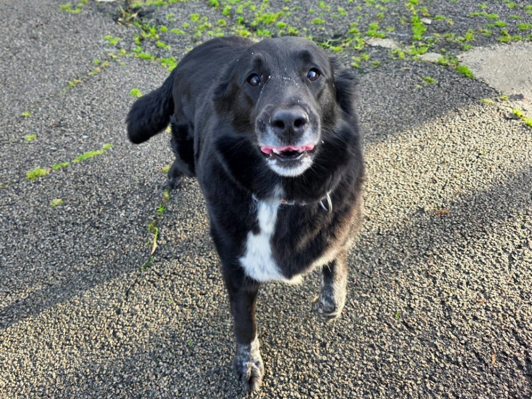 Betty - Chien Berger à adopter