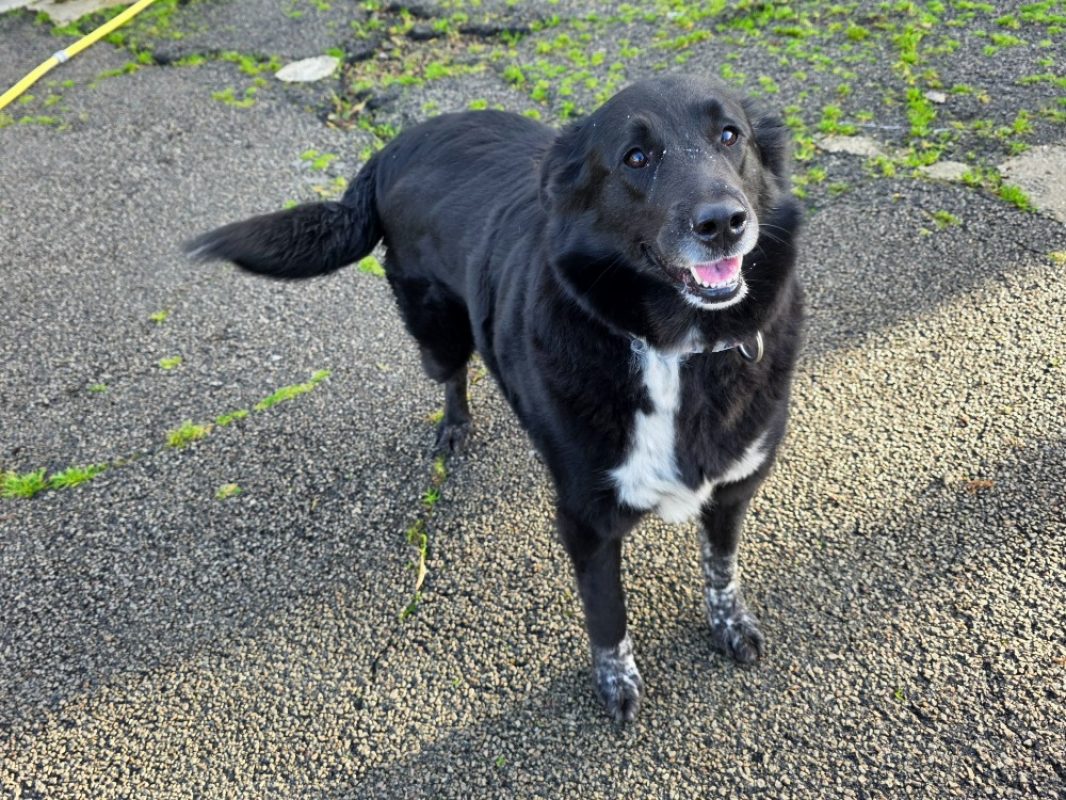 Betty - Chien Berger à adopter - photo 2