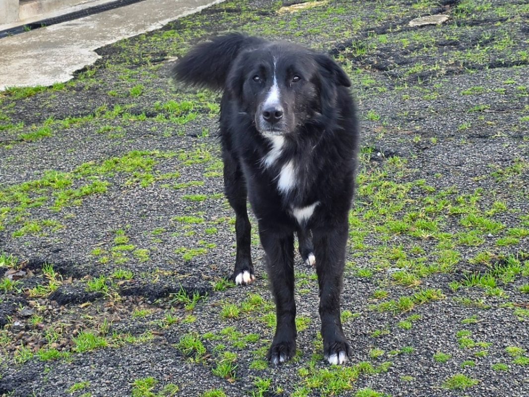 Beethoven - Chien Berger à adopter - photo 2