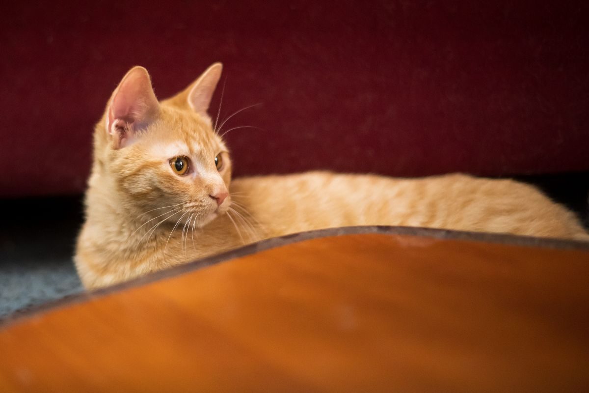 MIMIMAU - Chat Européen à adopter - photo 3