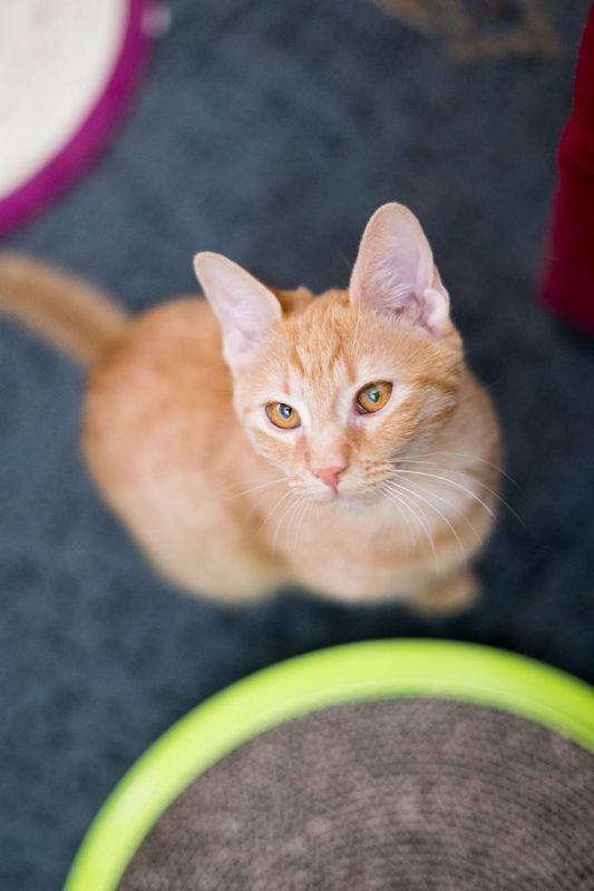 MIMIMAU - Chat Européen à adopter - photo 2