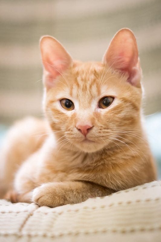 MIMIMAU - Chat Européen à adopter