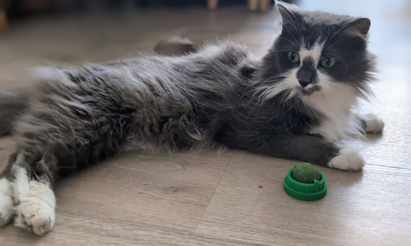BELLA - Chat Européen à adopter - photo 2