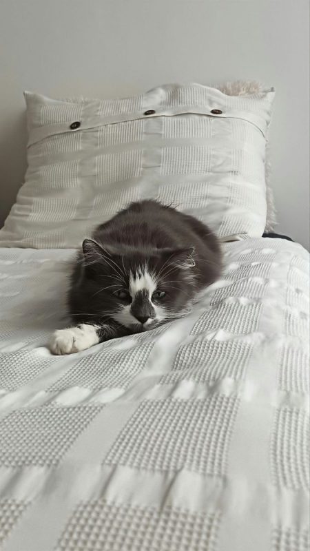 BELLA - Chat Européen à adopter - photo 3
