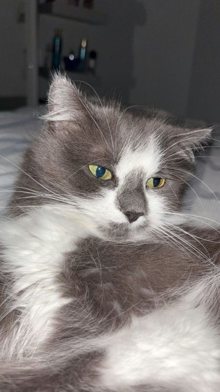 BELLA - Chat Européen à adopter